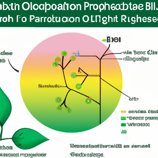 Photosynthesis 101: Understanding the Function and Importance of Chlorophyll as the Main Light Absorbing Pigment