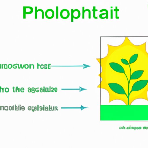 VII. Teaching Photosynthesis: How to Explain the Word Equation to Students