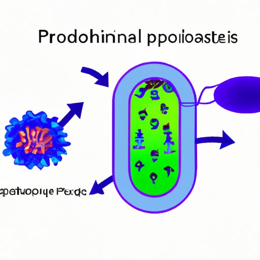  III. The Vital Function of Phospholipids in Maintenance of Cell Membranes