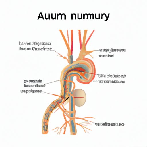 Everything You Need to Know About the Nerve Supply to the Antrum