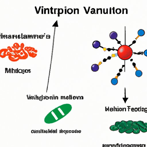 VI. Discussing the Different Types of Neurotransmitters that Exist and their Functions