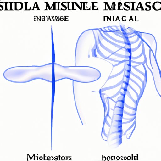 The Invisible Vertical Plane That Divides Us: An Overview of the Midsagittal Plane