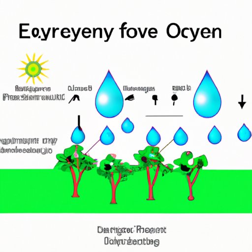 Breaking Down the Role of Water in Oxygen Production during Photosynthesis