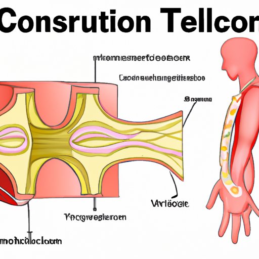 II. Understanding Connective Tissue: Anatomy and Function