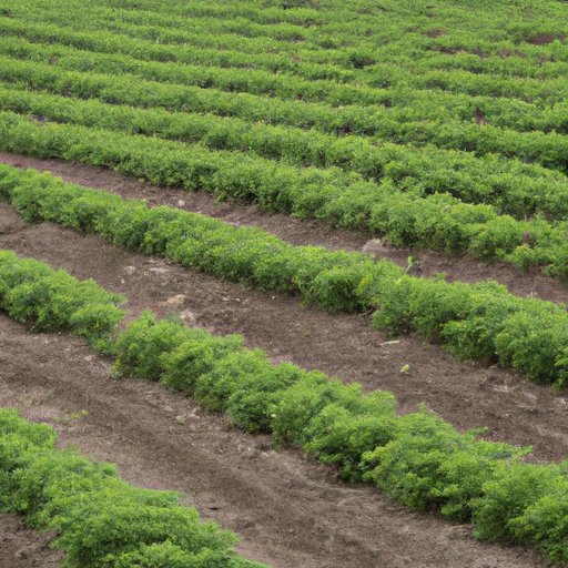 Sustainability and Environmental Impact of Carrot Farming