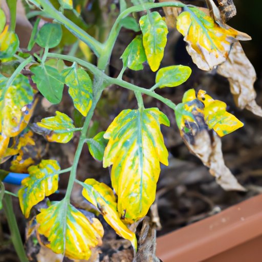 Tomato Plant Yellowing: When to Worry and How to Fix it