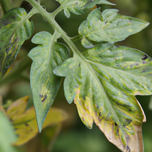 The Science Behind Yellowing Tomato Leaves: A Comprehensive Explanation