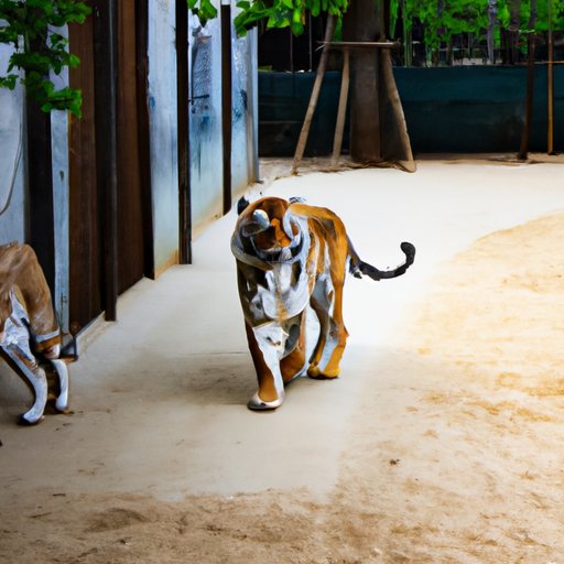 Why Zoos are Essential for Animal Welfare