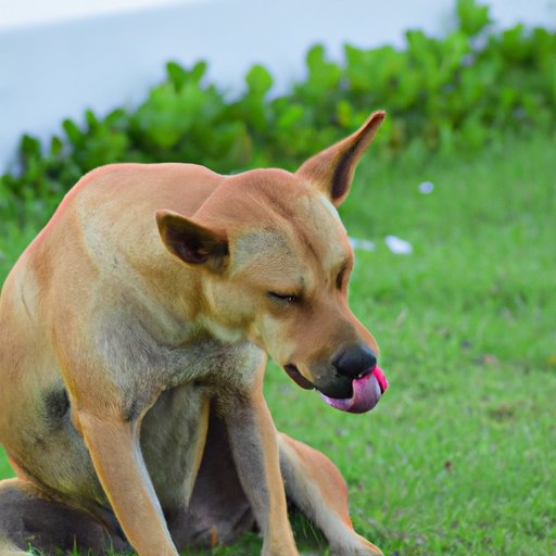  Highlight the Evolutionary Reasons Behind Dog Licking