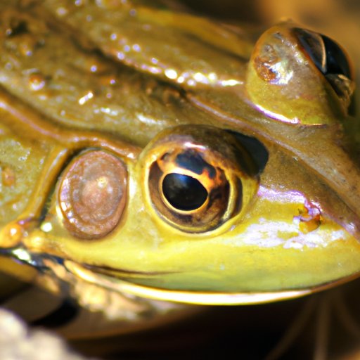 The Science of Frog Croaks: Understanding Why Frogs Croak