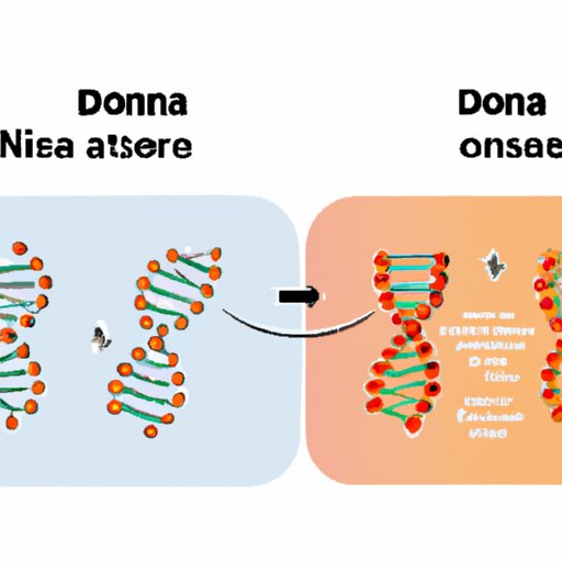 From Molecules to Humans: Tracing the Journey of DNA Replication