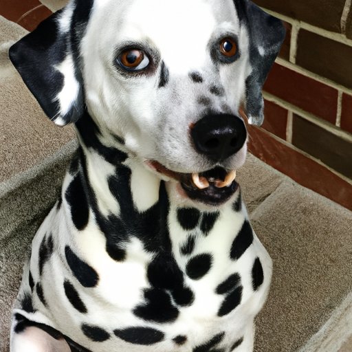 The Role of Dalmatians as Firehouse Dogs: Beyond Just Being Cute
