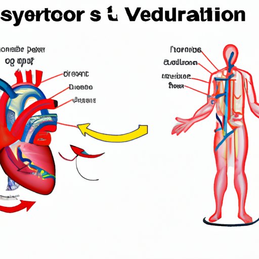 Understanding the Circulatory System and Its Response to Different Positions