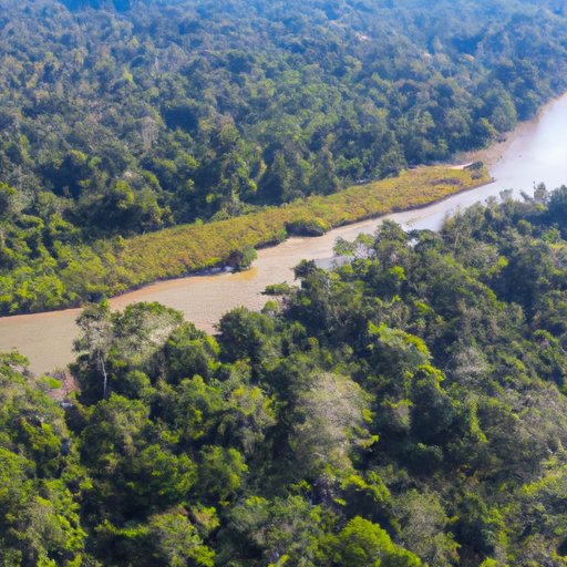 Top Reasons Why the Amazon Rainforest is Critical to Our Planet