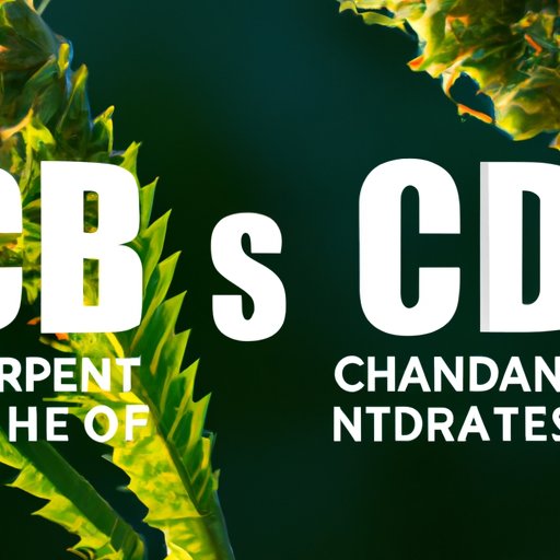 Understanding the differences between CBD and THC: why CBD is safe to use
