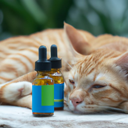 Can Cats Take CBD Oil? Understanding the Benefits and Precautions