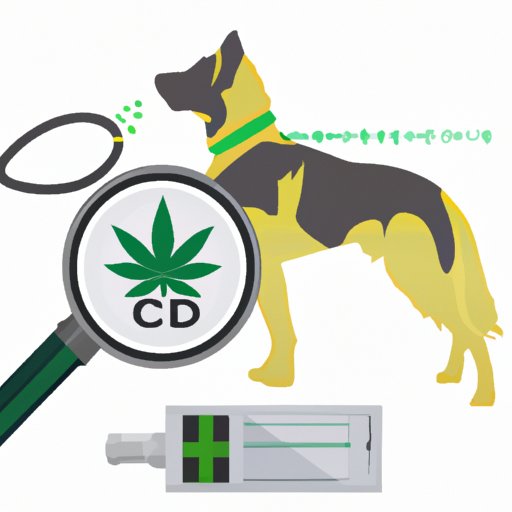 Can CBD be Detected by a Drug-Sniffing Dog? Navigating the Intersection of CBD use and Drug Screening
