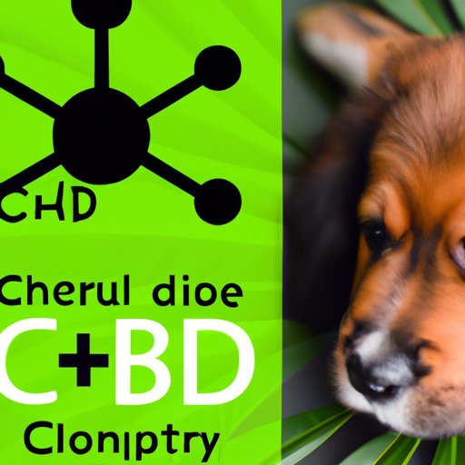 Can CBD Be Toxic to Dogs? Understanding Risks and Safety Concerns