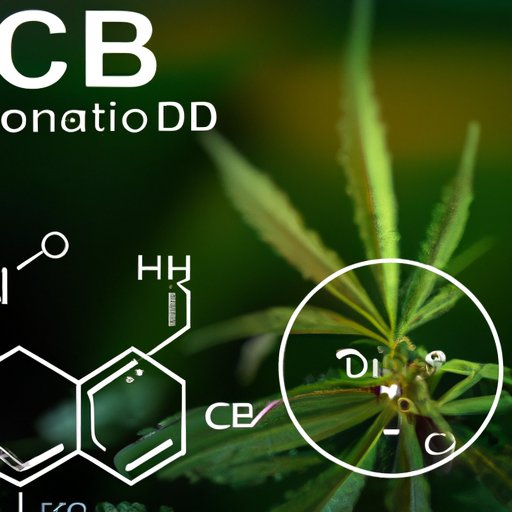 Can CBD Cause Weight Gain? Unpacking the Science and Personal Experiences