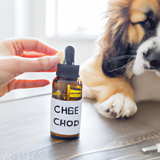 Can Dogs be Allergic to CBD Oil? What You Need to Know