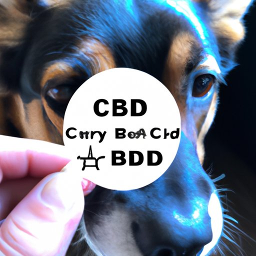 Can Dogs Smell CBD? Exploring Canine Olfaction and CBD Detection
