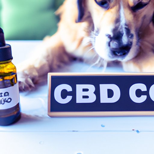 Can Dogs Take CBD? Everything You Need to Know About This Natural Remedy