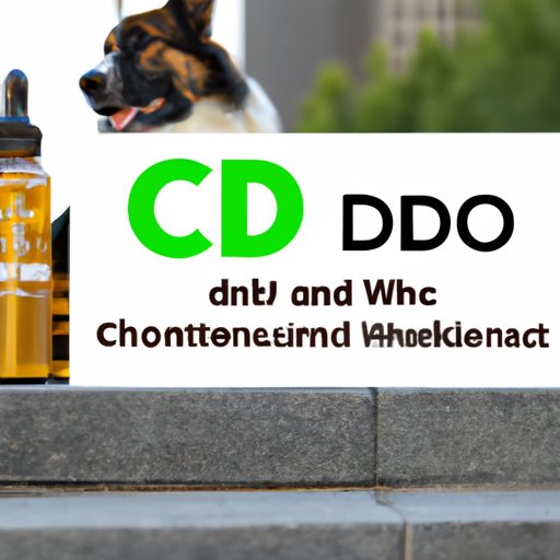 Can Dogs Take Human CBD? Everything You Need to Know