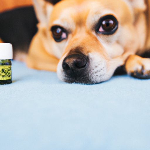 Can I Give My Dog CBD to Calm Him? A Comprehensive Guide to Understanding and Using CBD for Canine Anxiety