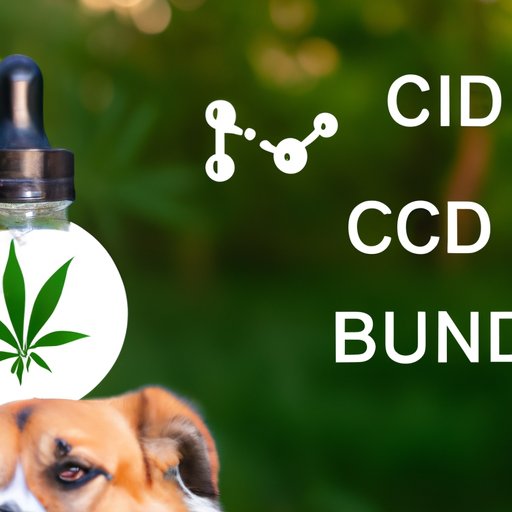 Can I Give My Dog CBD? A Comprehensive Guide to Using CBD for Canine Health