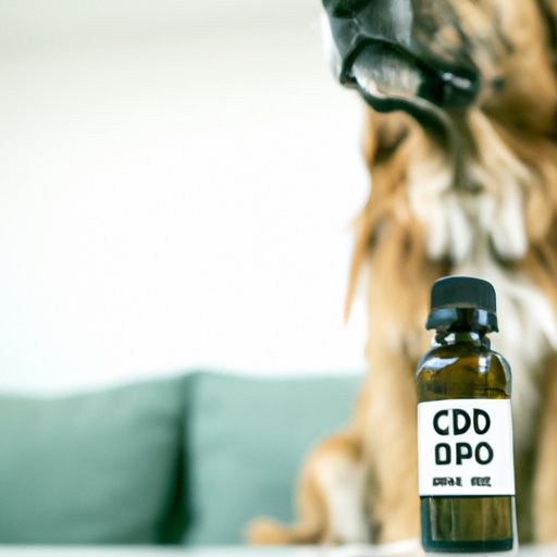 Can I Give My Dog Too Much CBD? The Risks and Benefits of CBD for Dogs