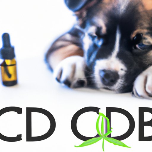 Can I Give My Puppy CBD? Exploring the Benefits, Risks, and Dosage of CBD for Your Furry Friend