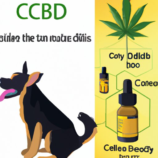 Can You Give CBD Oil to Dogs? Exploring the Benefits, Risks, and Best Products