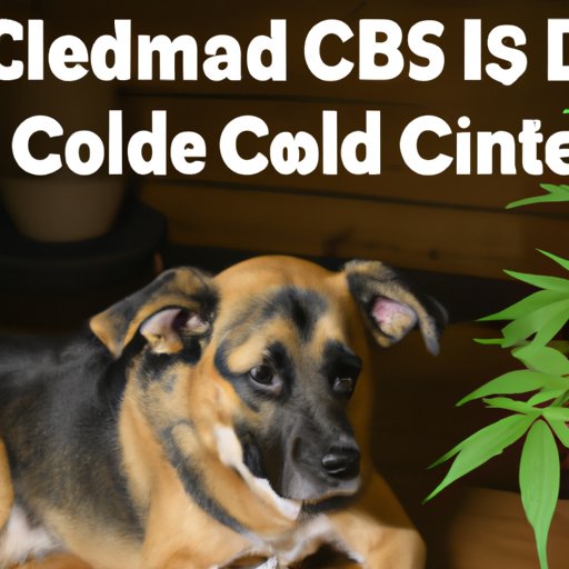 Can You Give CBD to Dogs: The Ultimate Guide for Pet Owners