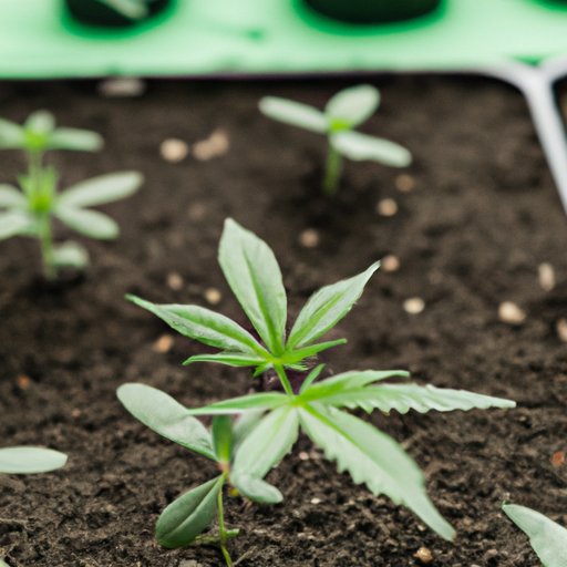 Can You Grow CBD Plants? A Beginner’s Guide to Growing High-Quality CBD