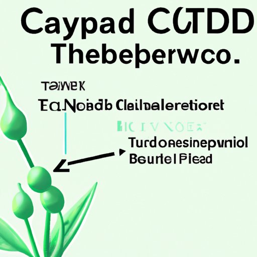 Does CBD Affect Thyroid Medication? A Comprehensive Guide