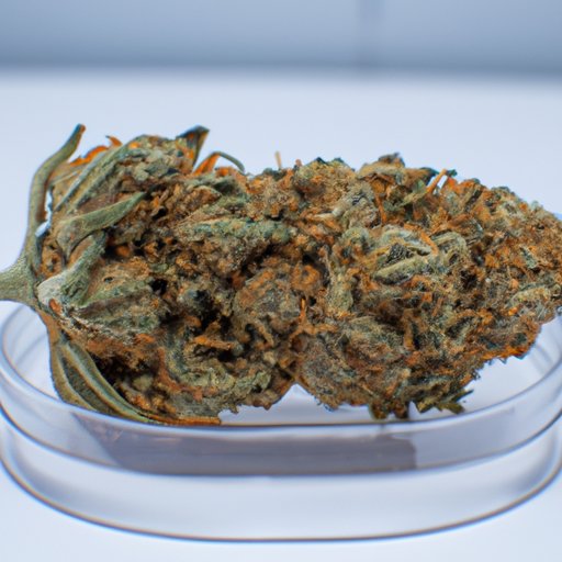 Does CBD Flower Expire? Exploring Shelf Life, Storage, and Quality