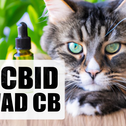 Does CBD Help Anxiety in Cats? The Ultimate Guide to Natural Feline Anxiety Management