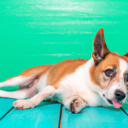 The Ultimate Guide: Does CBD Help Dogs Calm Down?
