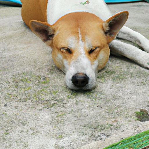 Does CBD Help Dogs Sleep at Night?