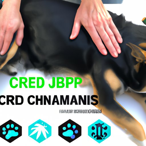 Can CBD Help Relieve Joint Pain in Dogs? A Comprehensive Guide for Pet Owners