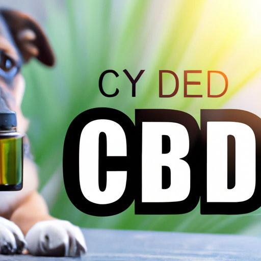 Does CBD Help With Dog Aggression? A Comprehensive Guide