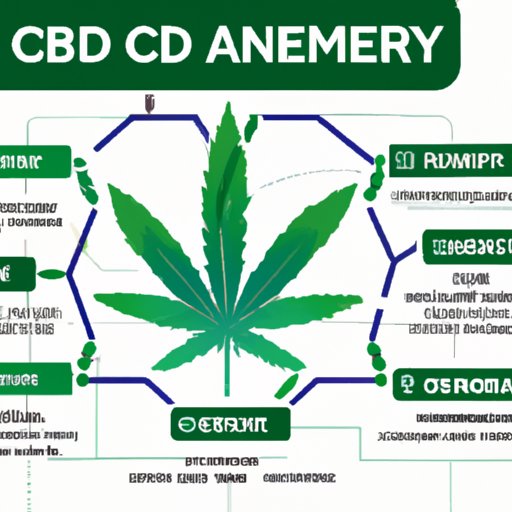 Exploring how CBD Works in the Body: Understanding the Benefits of Cannabidiol