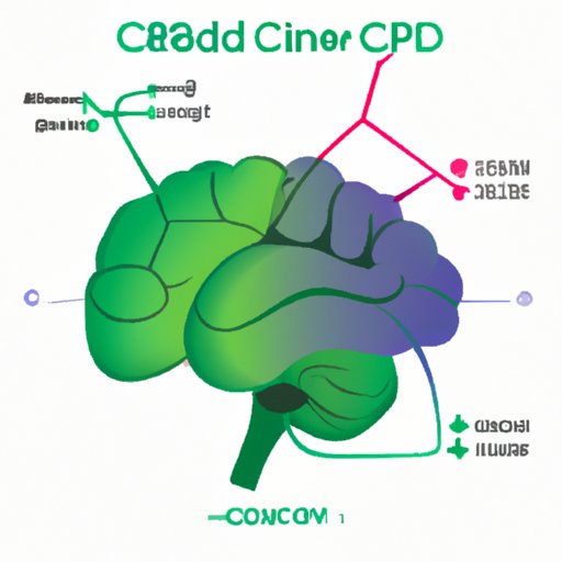How CBD Works on the Brain: Understanding the Science Behind Its Therapeutic Benefits