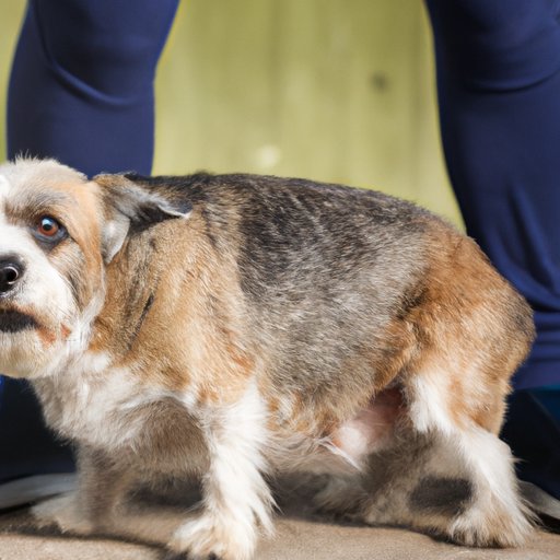 How Long Does Dog CBD Last? A Comprehensive Guide