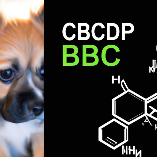 How Long Does it Take for CBD to Affect Dogs? Understanding the Science and Real-Life Experiences