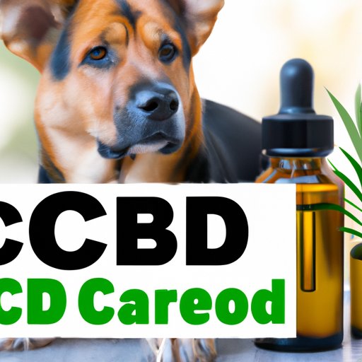 How Much CBD Can My Dog Have? Your Comprehensive Guide to CBD Dosage for Dogs