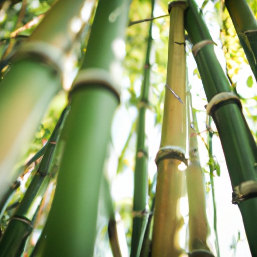 Growing Bamboo: A Comprehensive Guide to Plant, Care and Creative Uses