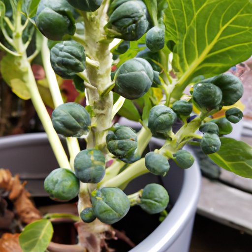 Brussel Sprout Gardening 101: A Comprehensive Guide on How to Grow Brussel Sprouts