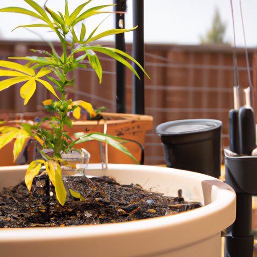 How to Grow CBD Plants: A Comprehensive Guide to Cultivating Your Own CBD