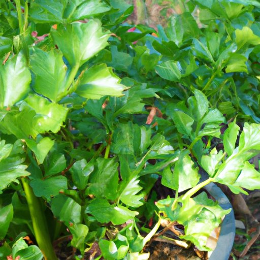 How to Grow Celery: Your Ultimate Guide